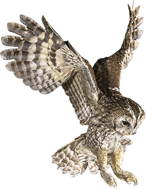 NEXA ULTRA Invisacloud Edition